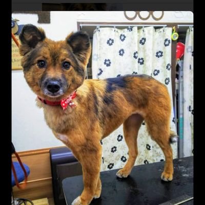 仙台で迷子犬探してます 宮城県仙台市福田町扇町鶴巻付近で 最近犬を飼い始めた人 似たような犬を飼ってる人 夕方や帰宅時暗闇で猫だと思って餌をやってる人はいませんか 仙台で迷子犬探してます 宮城県仙台市福田町扇町鶴巻付近で 最近犬を飼い始めた人 似たような犬を飼ってる人 夕方や帰宅時暗闇で猫だと思って餌をやってる人はいませんか