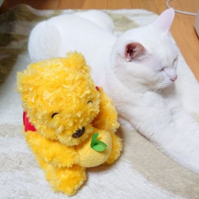 ちびプーさんのプロフィール画像