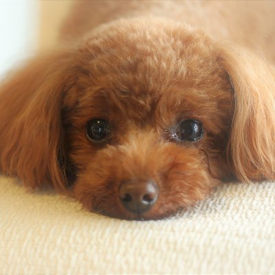 #親子交流 (断6m→月2H→5H→月2回・年2宿→週1) l 調停(離/監/婚/面/752)→ 裁判(別1.5y/家/高) l 高葛藤→ #共同養育 に挑戦 l 資格 adv基礎・こどもサポーター l #適応障害 寛解 l 座右 トルストイ「他人の不幸の上に自分の幸福を築いてはならない」 l ESTJーA