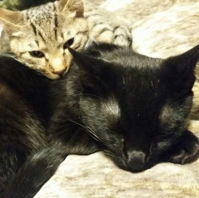 猫と暮らすだけのTwitter 。クロネコのスターク（元ピジョン）とキジトラのハント（元トム）ねこカフェNew Journeyさんの卒業生＋庭に来たミケネコのアリス（以前はミソシル仮と呼んでましたがうちの子ネームを付けました）です。