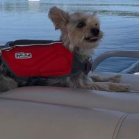 dr. windsor goob-boy (@smolboywindsor) 's Twitter Profile