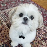 AlbusDumbledog (@dumbledogalbus) 's Twitter Profile