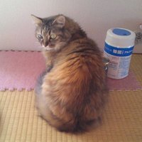 猫だけどバンビ (@a0cbs64dz0vogpi) 's Twitter Profile