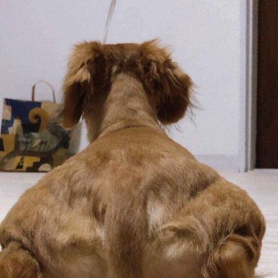 joechann_'s profile picture. employed weeb