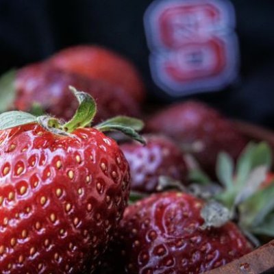 Researching strawberry, bunch grape, and muscadine production practices under the direction of Dr. Mark Hoffmann.