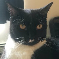 Tabby and Tuxedo Cat(@tabby_tuxedocat) 's Twitter Profile Photo