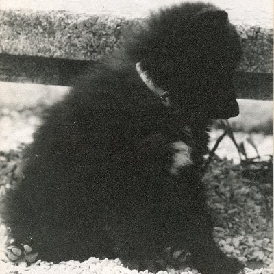 Dino982795481's profile picture. unico