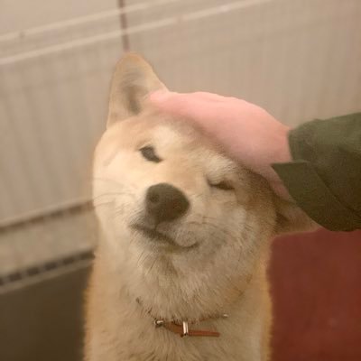 Tsubaki_0411's profile picture. パンダ飼育員/都内PR勤務/中国出身