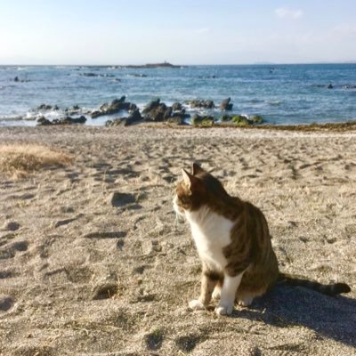 本物の菜食ライフのうみねこぶにゃすっさんのプロフィール画像