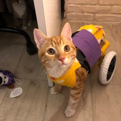 Simba is paralyzed-Born May,2020 Rescued from street 🦋 instagram: Simba.sworld Simba’s happy world of 5 cats and 2 dogs