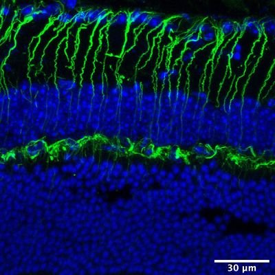 Seabra Lab