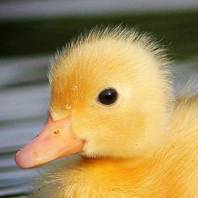 integrationacct's profile picture. official fanpage of @haleymillah