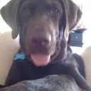 LouLou Bernard Bear - @LouLou_Bernard - Twitter