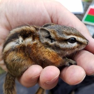 Wildlife ecologist. Chipmunk expert. Ultra runner. PhD.