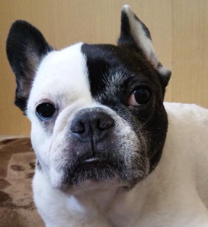 愛犬（フレンチブル♂11歳）猛犬だけど家族大好き。おじいちゃん犬だけど、たまにイヤガラセもできるぜ☆産まれ育った沖縄離れ20年以上だが、ナマリが抜けないインチキ浜っ子^m^