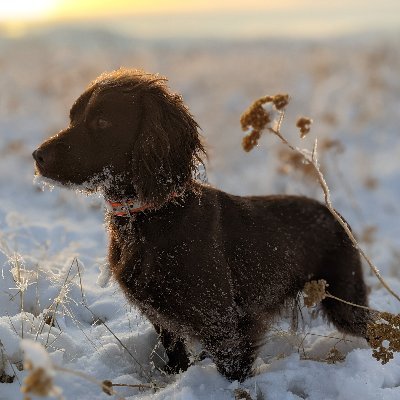 That's my dog. I am a human, father, and husband, among other things. Born to hippies in Appalachia, now living in beaver country.