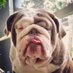 Grumpy_Gus_in_Lilac (@guslilac) Twitter profile photo Grumpy_Gus_in_Lilac (@guslilac) Twitter profile photo