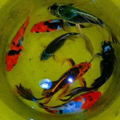 Curiosidades consejos y venta de peces ornamentales al por mayor y al de tal