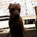 samuel coronel - @coronel_s - Twitter