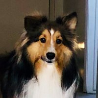 Mr. Lassie(@MrLassie) 's Twitter Profile Photo