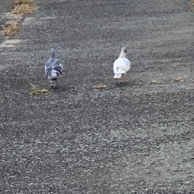 haruu_si's profile picture. ボカロPで。 伸び代しかないです、古参になってください