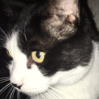 _kokada's profile picture. とある会社で情シスやっています。情シスのはずなのに半田コテ使うこともある人。ほぼなんでも屋になってる気がします。社内システム開発のマネージャーとかも何故かやっている。