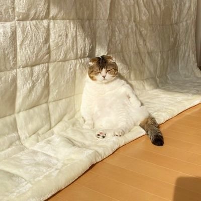 CuriosityOwl_'s profile picture. Sad, lonely, and bad at math.