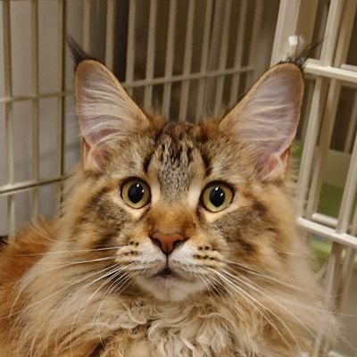 大きな猫のアムネマチン(メインクーン♀2歳🐈)と
小さなリクガメのトト・ベランポ(ギリシャ♂20+?歳🐢)に
いろんなことを話しかけています😀