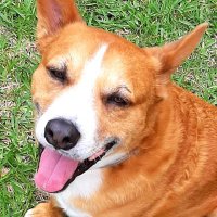 Sheriff Elton (@eltonsherrif) 's Twitter Profile
