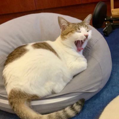 Meowwwwwwさんのプロフィール画像