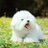 @pumba_bichon