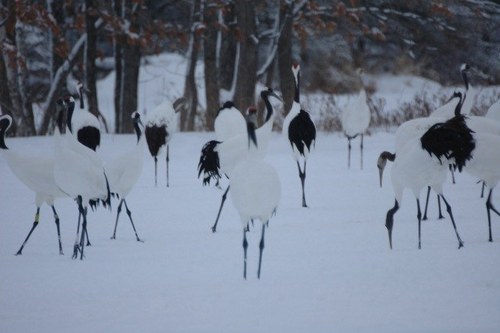 japanese_crane's profile picture. /JP/Anime/japanesde/I want to introduce the culture of Japan.