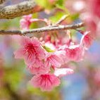 MdRaysulIslam10's profile picture. Md. Raysul Islam
 Son of Md.Easin Ali
Home District Dinajpur 
Bangladesh