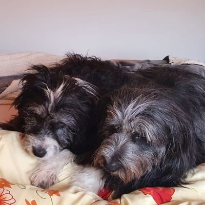 SielskiDaniel's profile picture. 