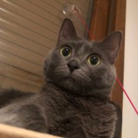 luna topçukpati (@chonkluna) 's Twitter Profile