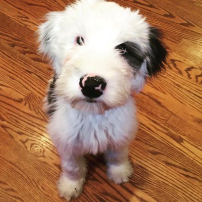 whatjedsaid's profile picture. “Susan! When a man is wrestling a leopard in the middle of a pond, he’s in no position to run.”