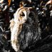 British Owl Project (@project_british) Twitter profile photo British Owl Project (@project_british) Twitter profile photo