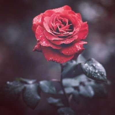 kingonb51's profile picture. Geo Political Analyst. Music - Game Lover. History Lover. Writer of Zuv Ditukh Watnas.