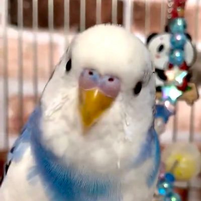 セキセイインコたぁくん♂です お喋りたくさんします(^^) 宜しくお願いします😊