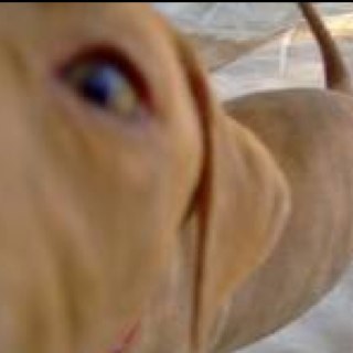 dumbDOGG's profile picture. bigDOGG topDOGG dumbDOGG™ #TEAMiPhone #TEAMfollowback #TEAMmydickisbiggerthanyoursMUHFUKKA