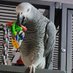 Ellie ๐ฃโช๏ธ๐ข (@pugsandparrots) Twitter profile photo Ellie ๐ฃโช๏ธ๐ข (@pugsandparrots) Twitter profile photo