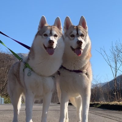 寧々と茶々 おねだり寧々です ハスキー犬 いぬ かわいい 大型犬 癒し Husky 寧々と茶々 おねだり寧々です ハスキー犬 いぬ かわいい 大型犬 癒し Husky