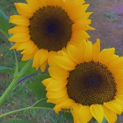 ndance29's profile picture. 