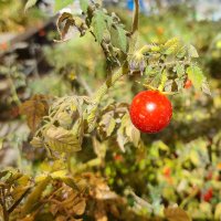 Purdue Botany and Plant Pathology - GSO (@bppgso) 's Twitter Profile