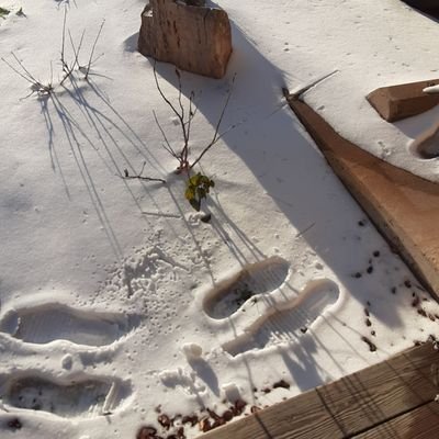 joshlacount_25's profile picture. 