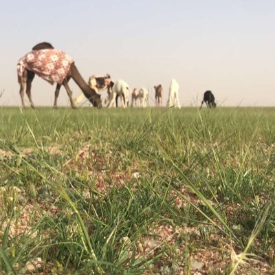 bataa123321's profile picture. الــعــز  عـــز الـنــفــــس🌹