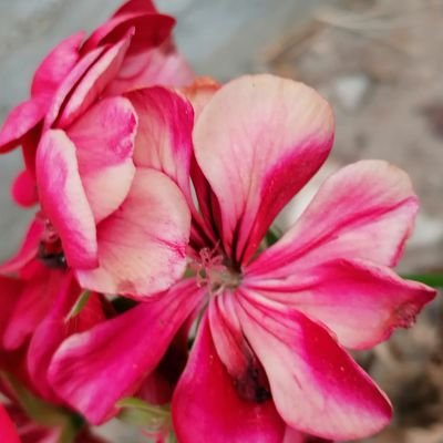 AJ86140209's profile picture. A pastry chef who loves baking & photography