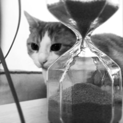 Cookieju37's profile picture. Juste un chat geek !