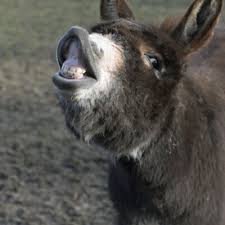VCgamerDC's profile picture. Currently Playing for: nobody