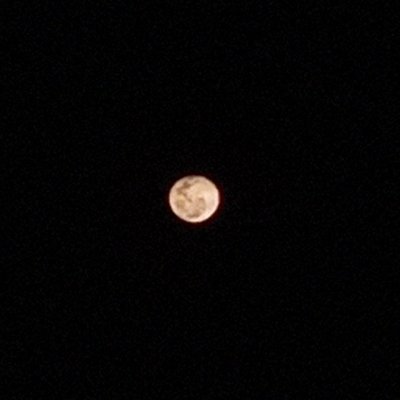 Doggo66341711's profile picture. Doggodinfinite